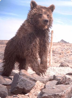 Protected bear visual