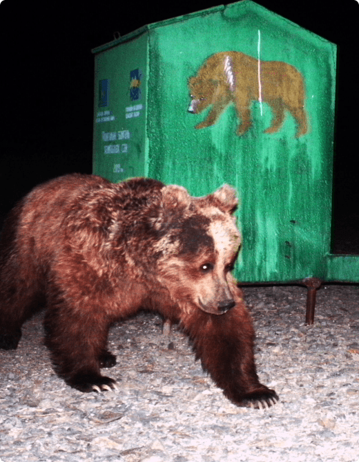 Protected bear visual